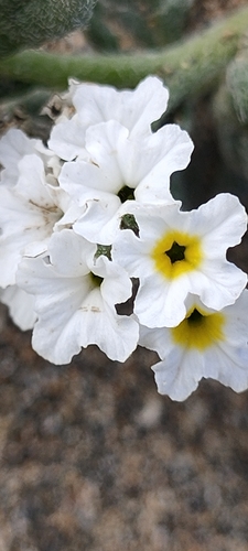 Heliotropium ramosissimum image