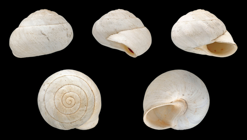 Sphincterochila baetica