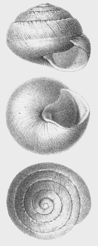 Sphincterochila baetica