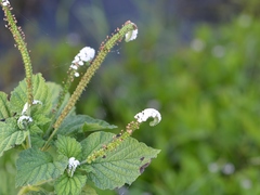Heliotropium indicum
