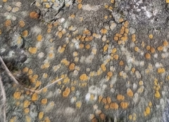 Protoblastenia rupestris