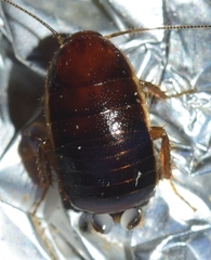 Loboptera