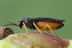 Heterarthrus vagans