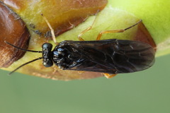 Heterarthrus vagans