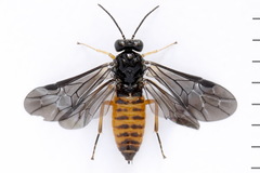 Heterarthrus vagans