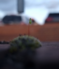 Ptychostomum capillare