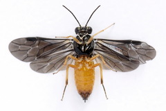 Heterarthrus vagans