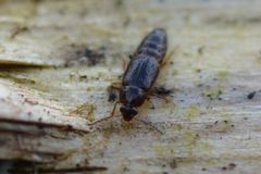 Phyllodrepoidea crenata