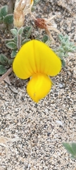 Lotus arinagensis image