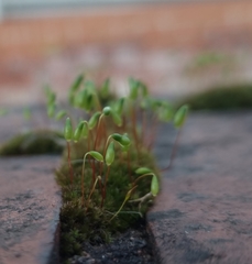 Ptychostomum capillare