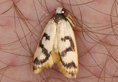 Eulechria sigmophora