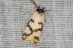 Eulechria sigmophora