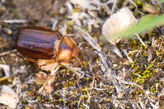 Rhizotrogus maculicollis