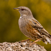 Alpine Accentor - Photo (c) Paco Gómez, some rights reserved (CC BY-SA)