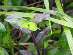 Tripogandra serrulata