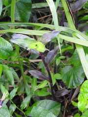 Tripogandra serrulata