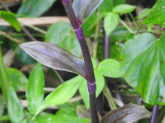 Tripogandra serrulata