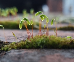 Ptychostomum capillare