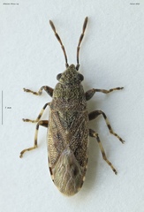 Heterogaster canariensis