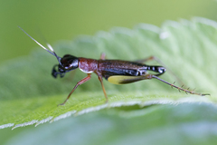 Cranistus colliurides