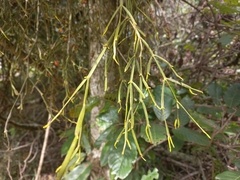 Viscum combreticola