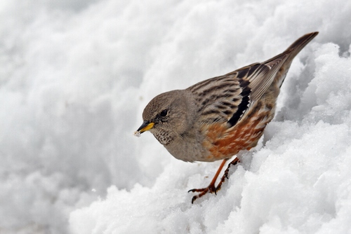 Alpine Accentor