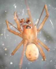Taranucnus setosus