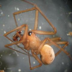 Taranucnus setosus