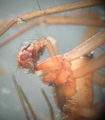 Taranucnus setosus