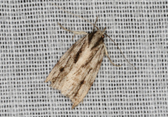 Barea sphaeridias