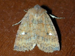 Eupsilia tristigmata