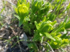 Lithospermum canescens