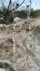 Froelichia xantusii
