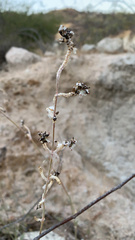 Froelichia xantusii