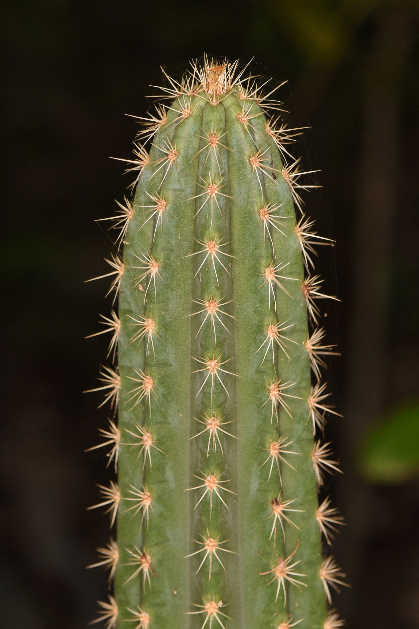 Pilosocereus robinii