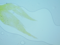 Brotherella recurvans