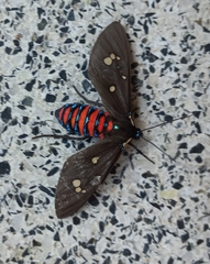Euclera rubricincta