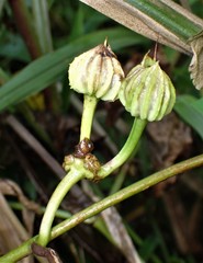 Ipomoea setifera