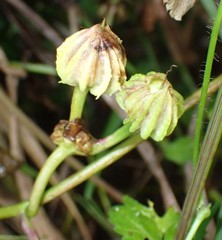 Ipomoea setifera