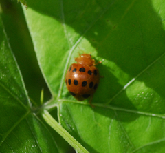 Epilachna tredecimnotata