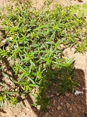 Pectis brevipedunculata