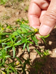 Pectis brevipedunculata