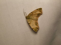 Achrosis