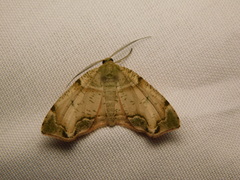 Achrosis