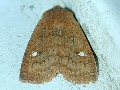 Eupsilia tristigmata
