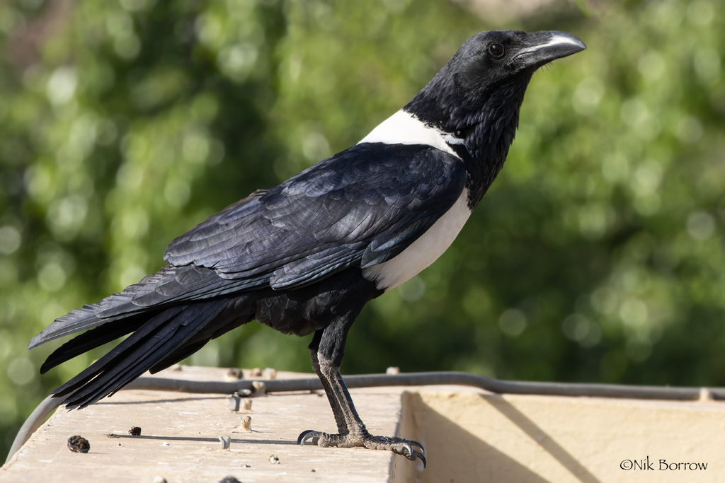 January Crow Pied Crow from Malick SY - HLM, Thiès, Senegal on January 20, 2022 by ...