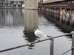 Chroicocephalus ridibundus