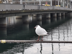 Chroicocephalus ridibundus