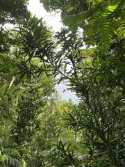Podocarpus coriaceus