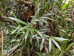 Podocarpus coriaceus